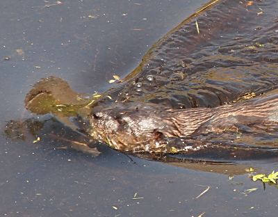 [The otter is plowing through the water from right to left creating a deep wake. The upper half of its head and the very top of its back is above the water, so its left eye, nostril, and ear are visible. The fur has a light and dark brown striped appearance down the length of its body.]